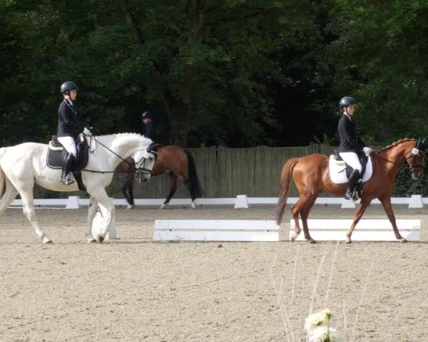 Reitturnier Heddesheim 2024