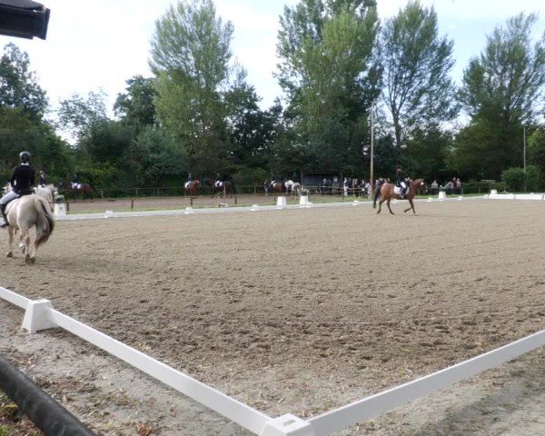Reitturnier Heddesheim 2024