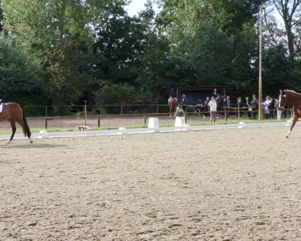Reitturnier Heddesheim 2024