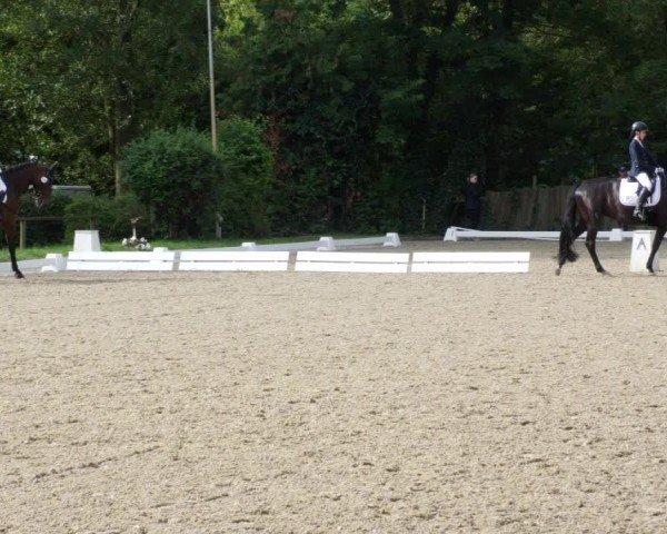 Reitturnier Heddesheim 2024