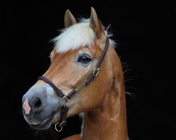 jumper Winchester 173 (Haflinger, 2014, from Wonder Boy R (1,17% ox))