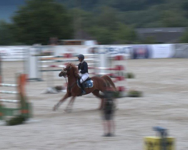 Springturnier Seewalchen 2024
