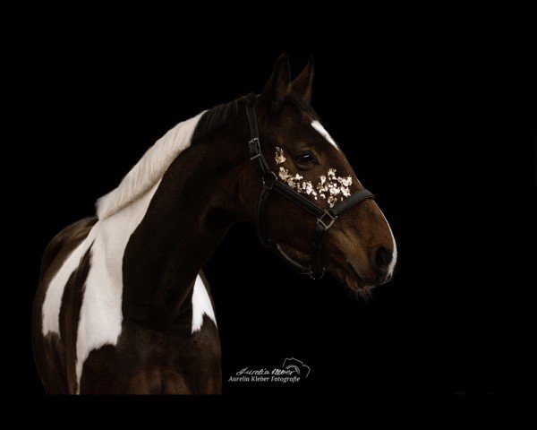 dressage horse Alancio KW (Pinto with riding horses pedigree, 2018, from Alias Primus)