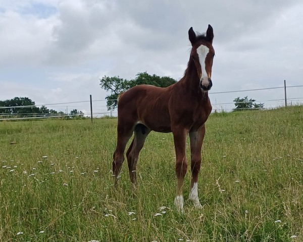 horse Casa Blue Lx (German Sport Horse, 2024, from Casallco)
