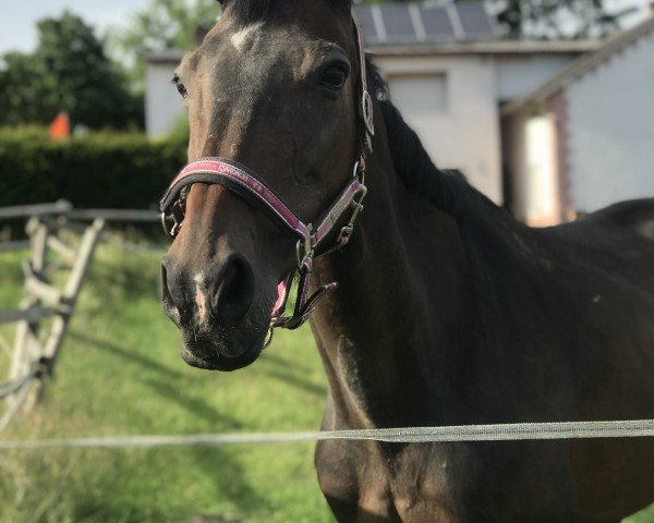 broodmare Coco jambo 20 (Hanoverian, 2002, from Contendro I)