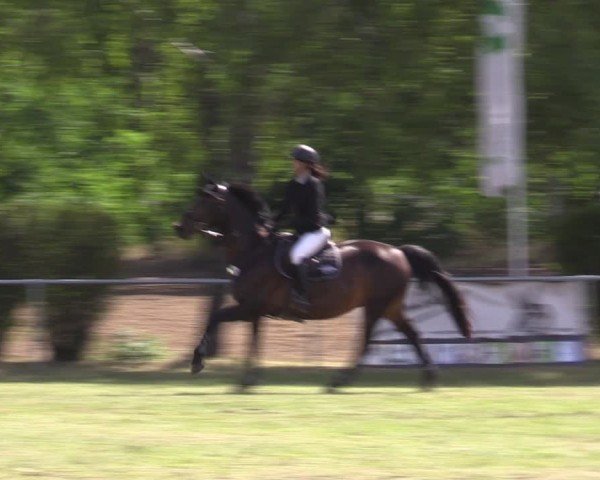 Reitturnier Niederwerbig 2024