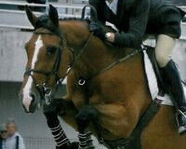 Zuchtstute Sauterelle de La Pomme Stx (Belgium Sporthorse, 2002, von For Pleasure) Zuchtstute Sauterelle de La Pomme Stx (Belgium Sporthorse, 2002, von For Pleasure)