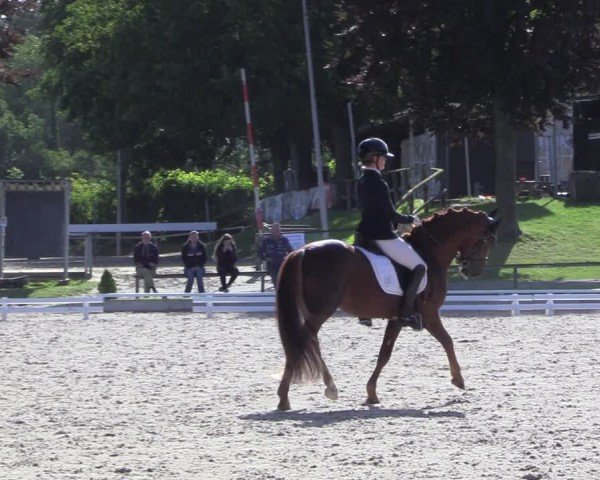 Reitturnier Fröndenberg 2024