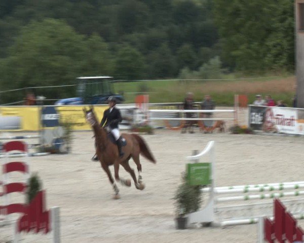 Springturnier Seewalchen 2024
