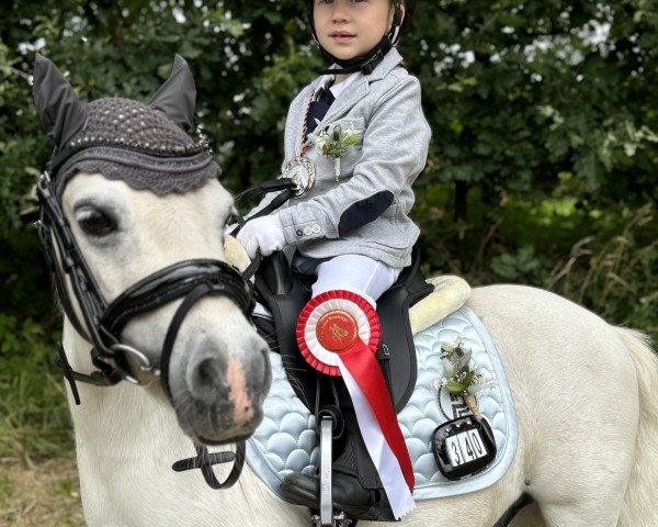 Dressurpferd Greylight Talisman (Shetland Pony (unter 87 cm), 2008, von Crazy Colours Troll)