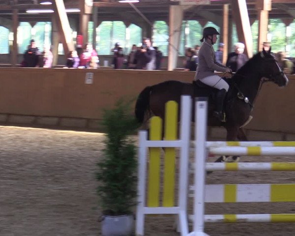Reitturnier Steinheim 2021