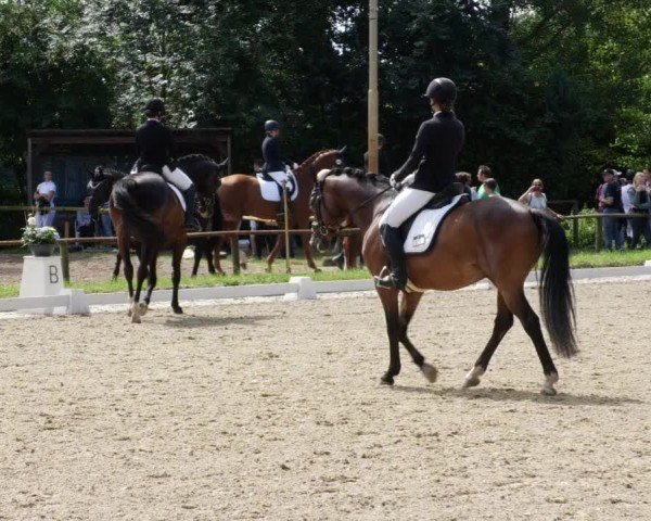 Reitturnier Heddesheim 2024