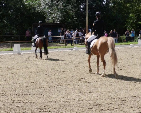 Reitturnier Heddesheim 2024