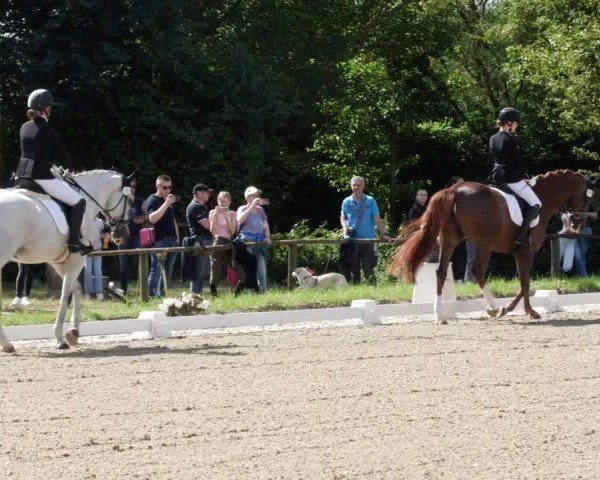 Reitturnier Heddesheim 2024