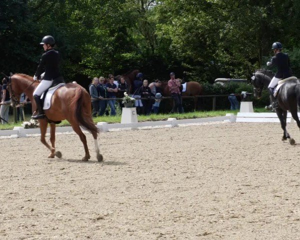 Reitturnier Heddesheim 2024