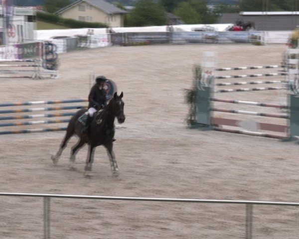 Springturnier Seewalchen 2024