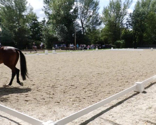 Reitturnier Heddesheim 2024