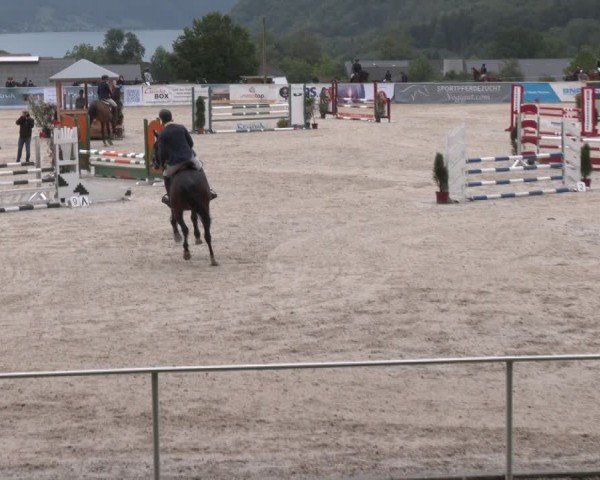 Springturnier Seewalchen 2024