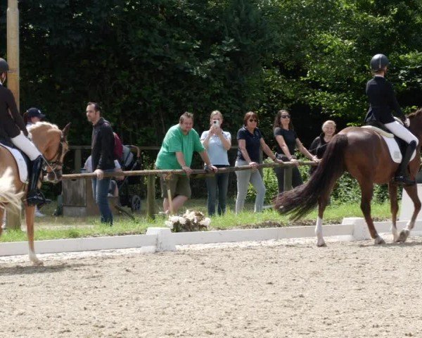 Reitturnier Heddesheim 2024