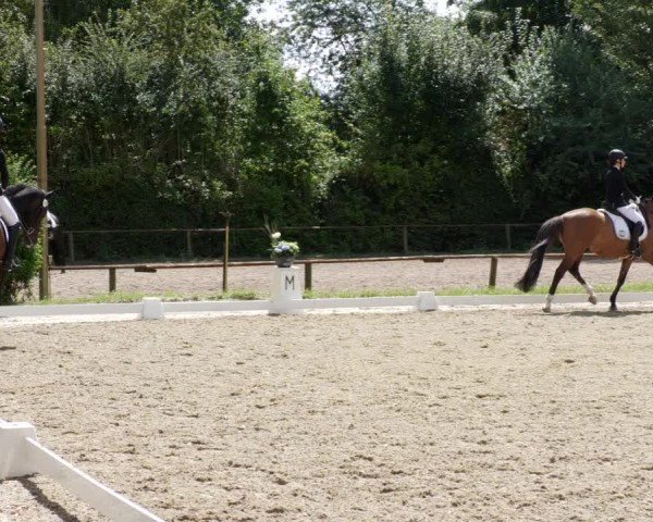 Reitturnier Heddesheim 2024