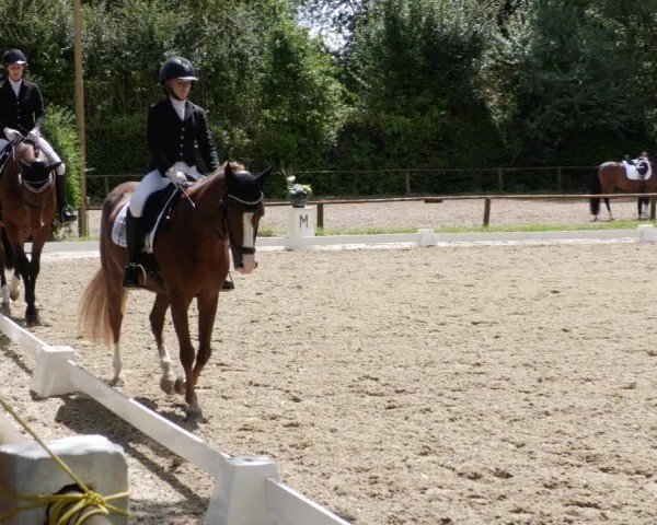Reitturnier Heddesheim 2024