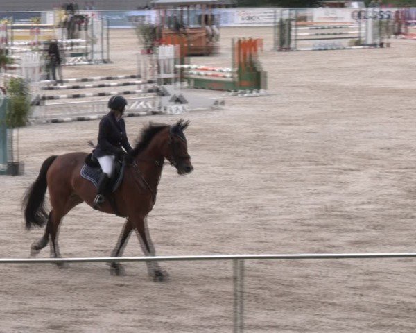 Springturnier Seewalchen 2024
