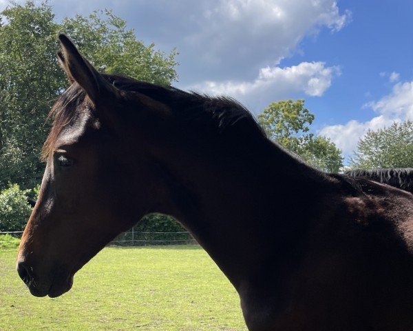 horse Sir Sky to E (Hanoverian, 2023, from Skyline To B)