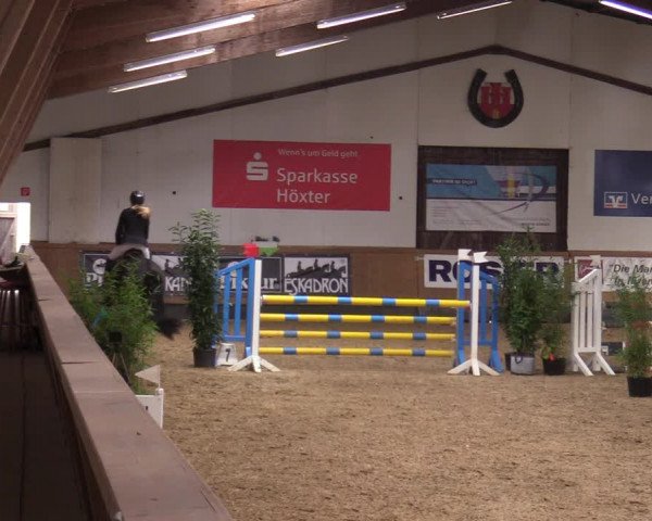 Reitturnier Steinheim 2021