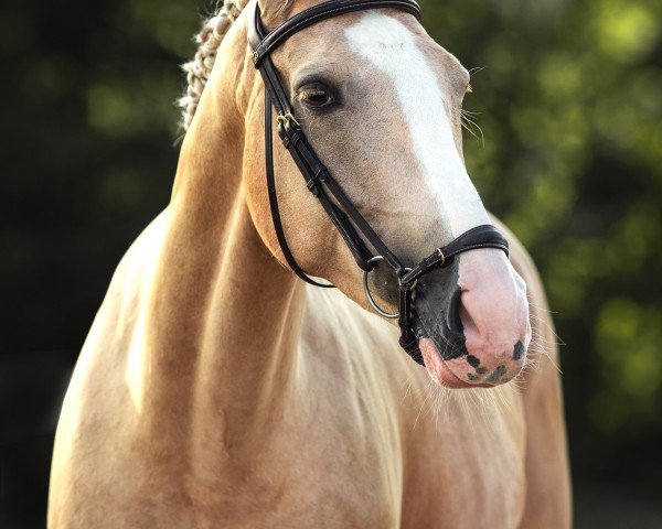 dressage horse Nylana McCelin (KWPN (Royal Dutch Sporthorse), 2018, from McJonnas)
