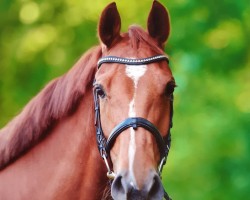dressage horse Neria L (Danish Warmblood, 2016, from Negro)