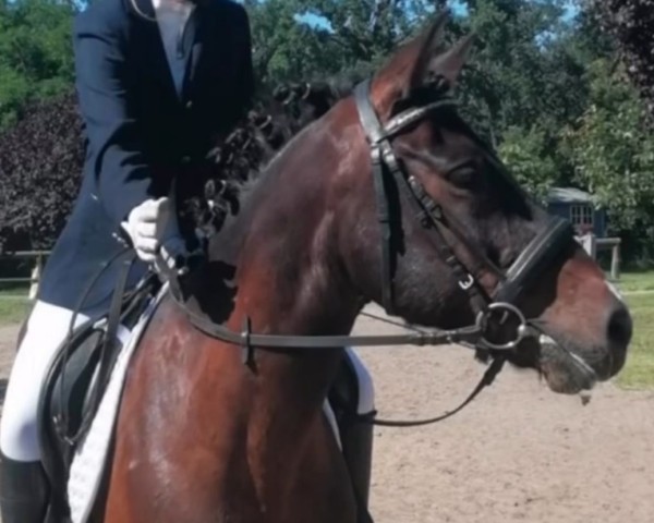 Springpferd Pico 227 (Pony ohne Rassebezeichnung, 2006)
