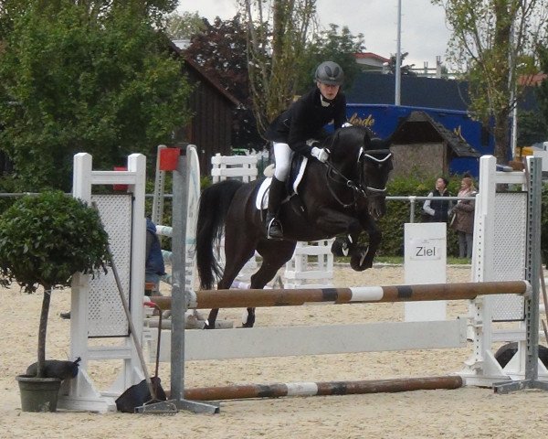 dressage horse D' Artagnan 9 (German Riding Pony, 2003, from Donauwind)