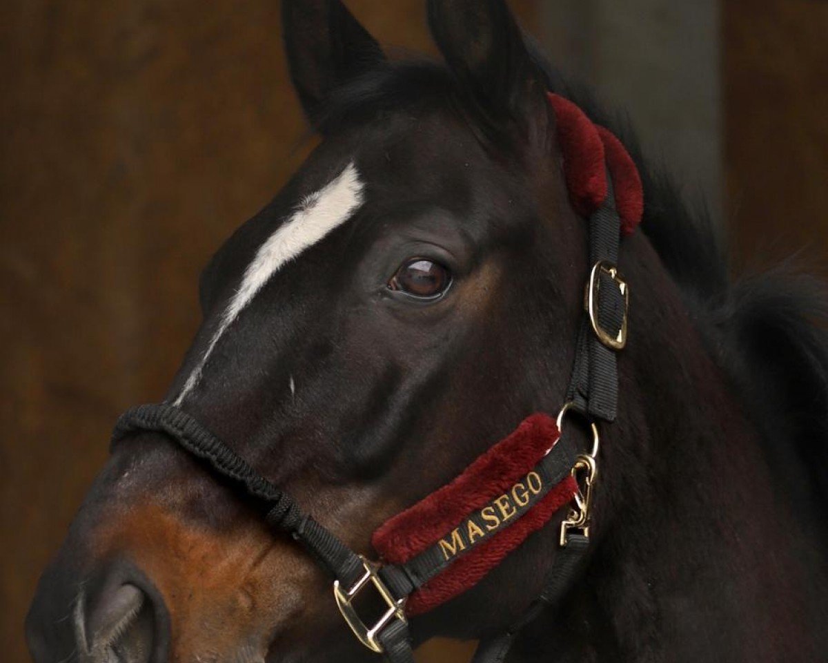 Cavallo da Dressage Bucephalus H (Hannoveriano, 2013, di Belissimo NRW)