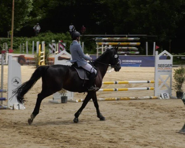 Reitturnier Heddesheim 2024