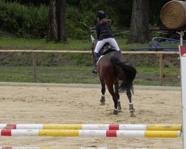 Reitturnier Heddesheim 2024