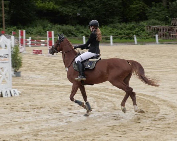 Reitturnier Heddesheim 2024