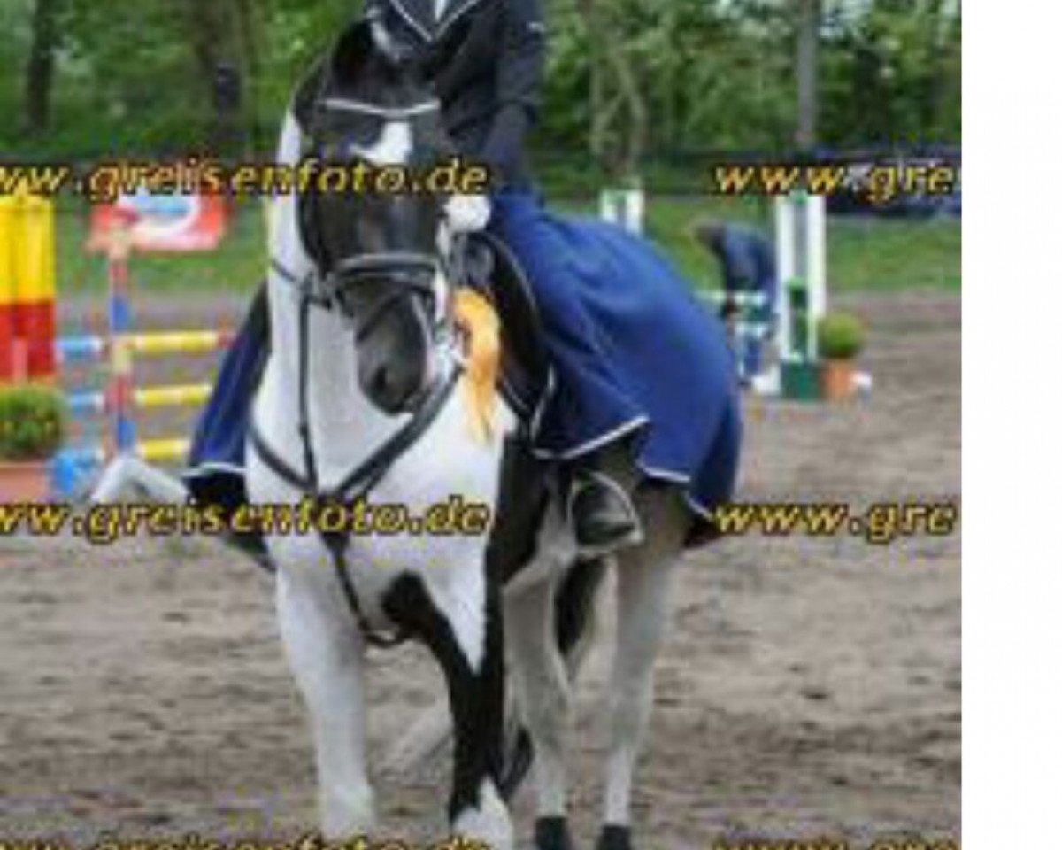 Deckhengst Starlight 189 (Pinto/Kleines Reitpferd, 2001, von Sando Paso N)