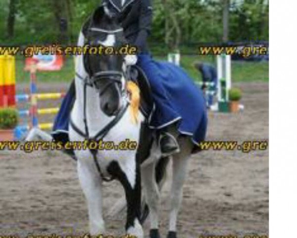 Deckhengst Starlight 189 (Pinto/Kleines Reitpferd, 2001, von Sando Paso N)