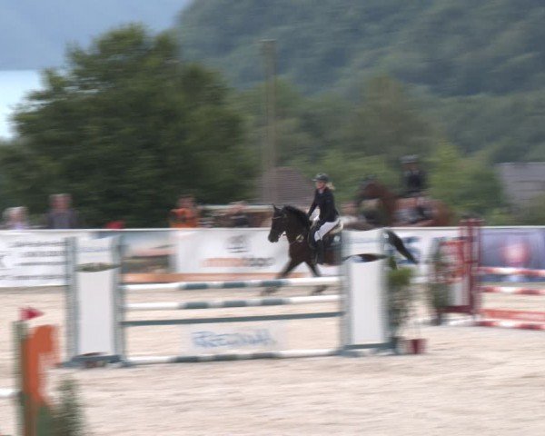Springturnier Seewalchen 2024
