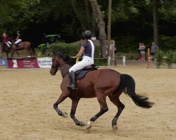 Reitturnier Heddesheim 2024