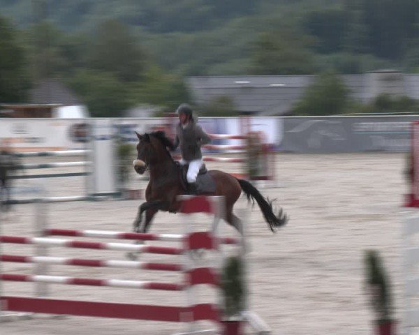 Springturnier Seewalchen 2024