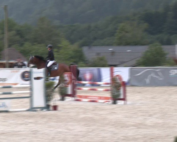 Springturnier Seewalchen 2024