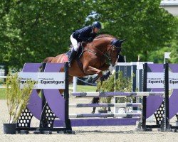 Springpferd CASCALIDO VON OBERWEIDEN (Österreichisches Warmblut, 2015, von Cascadello)
