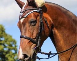 jumper Riley Raider (Westphalian, 2007, from Riccio)