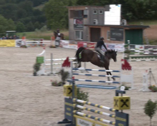 Springturnier Seewalchen 2024