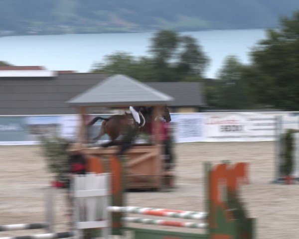 Springturnier Seewalchen 2024