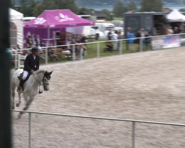 Springturnier Seewalchen 2024