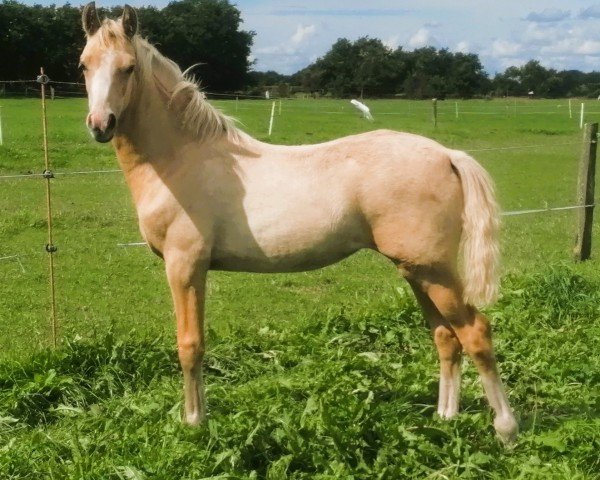 horse Brisca (German Riding Pony, 2023, from Mescal 15)