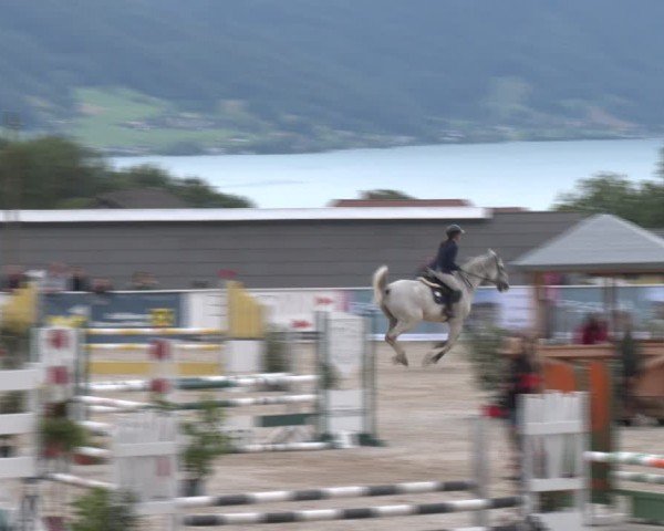 Springturnier Seewalchen 2024