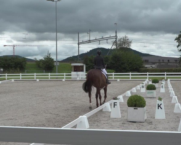 Reitturnier Hüntwangen 2024